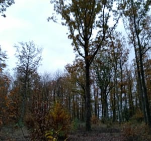 Belle balade dans le bois de l'Oratoire à Vendôme - Vendôme - 4