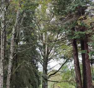 Variante boucle du lac de Cognac-la-Forêt par St Auvent - Cognac-la-Forêt - 4