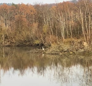 Les marais de Sorques - Moret-Loing-et-Orvanne - 3