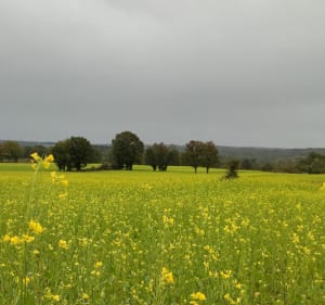 Variante boucle du lac de Cognac-la-Forêt par St Auvent - Cognac-la-Forêt - 5