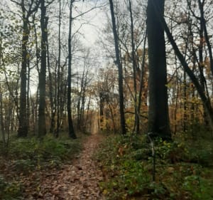 Forêt autour de Quincampoix - Isneauville - 3