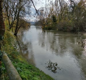 Bords de Marne et ses îles à Saint-Maur - Saint-Maur-des-Fossés - 5