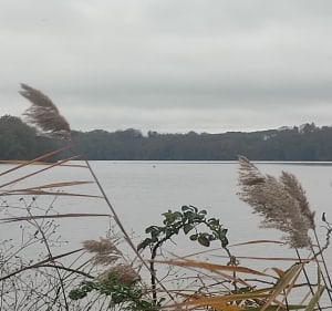Marche au bord de l'Erdre - Sucé-sur-Erdre - 4