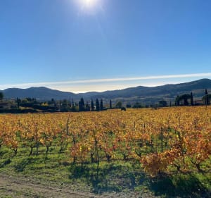 Le Castellet et la Vallée du Silence, par Le Brûlat et Evenos le vignoble - Le Castellet - 4
