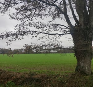Sentier des Voïettes - Sucé-sur-Erdre - 4