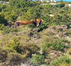 Serra de Pignu / Glacières de Cardo / Serra de Pignu - Bastia - 4