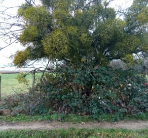 Chemin de Caux la Mazière à Royères - Le Châtenet-en-Dognon - 5