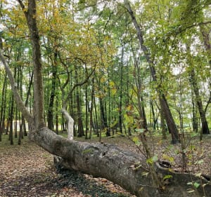 Couleurs d'automne- le bois de la grange, l'Yerres et le Réveillon - Villecresnes - 4