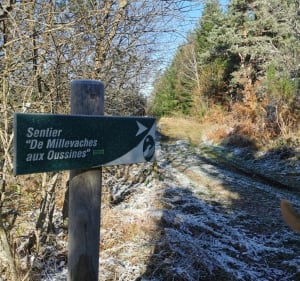 Sentier des Millevaches aux Oussines - Millevaches - 5