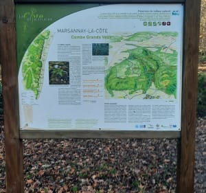 Randonnée à travers bois de Marsannay-la-Côte - Marsannay-la-Côte - 3