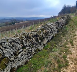 Autour des vignes de Cruzille - Cruzille - 4