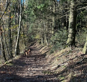 Col de Malval, la Garine - Courzieu - 2