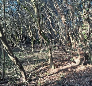 OT Brem: entre marais, forêt d'Olonne, et dunes - Brem-sur-Mer - 3