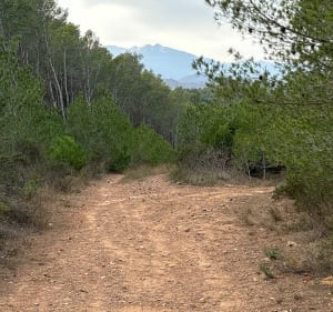 Entre vignes et forêt de pins - Espira-de-l'Agly - 5