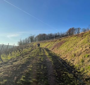Sentier Viticole depuis Vieux Thann - Vieux-Thann - 5