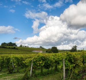 Entre vignes et Charente à Cognac - Cognac - 3