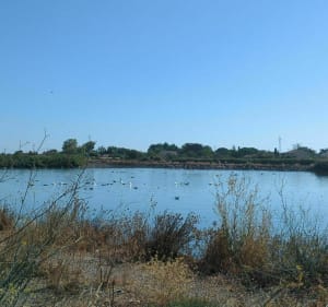 Boucle de Marseillan, entre plage et étang de Thau - Decathlon - 3