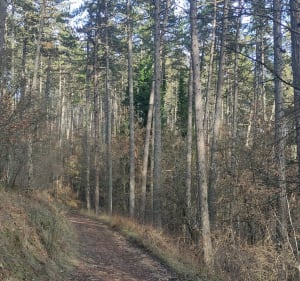 Balade sur le Causse de Mende - Mende - 3