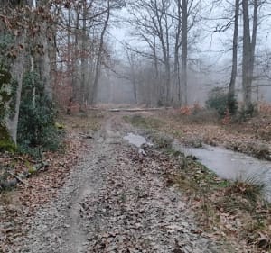Entre Forêt et Ville Vierzon - Vierzon - 3