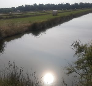 Promenade à vélo dans les marais de Saint-Pierre-d'Oléron - Decathlon - 5