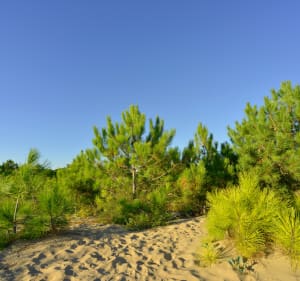 Boucle de la Tremblade et des Marais de Saint-Augustin - Les Mathes - 3