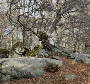 Goudouze et Ruisseau de Bayard depuis Mas de la Barque - Pont-de-Montvert-Sud-Mont-Lozère - 3