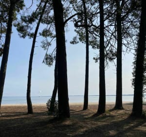 A vélo depuis Biscarrosse par Navarosse et Maguide - Biscarrosse - 3