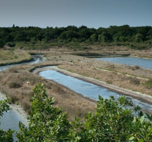 Promenade entre Saint-Georges-d'Oléron et le Port du Douhet - Saint-Georges-d'Oléron - 3