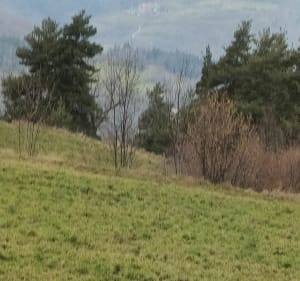 Balade bucolique, par Montchal, entre prés et forêt - Burdignes - 3