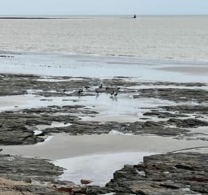 Balade à Sarzeau, entre front de mer et marée - Sarzeau - 4