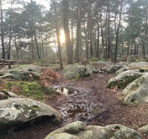 Balade sympathique aux Gorges et Platières d'Apremont - Fontainebleau - 4