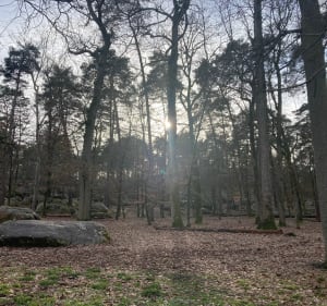 Balade sympathique aux Gorges et Platières d'Apremont - Fontainebleau - 3