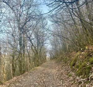Belle balade en forêt sur les hauteurs d’Estaing - Estaing - 5