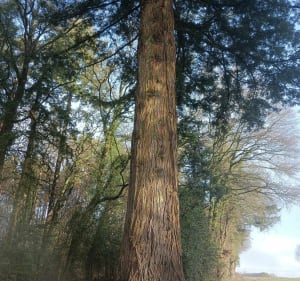 A travers bois de pins et halage depuis La Grée des Moulins - Saint-Perreux - 3