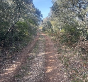 Garrigue à Pouzilhac, Roure et Croix de Fer - Pouzilhac - 3