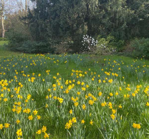 Prémisses du printemps au parc de Bagatelle - Paris - 3
