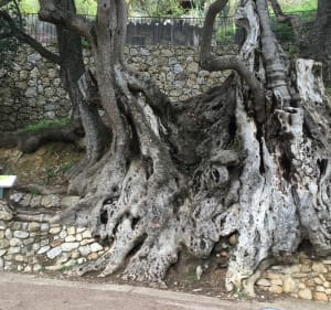 Histoire et nature, un circuit «fort-tifiant» à Roquebrune. - Roquebrune-Cap-Martin - 4