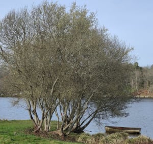 Tour du Lac de Tolerme - Sénaillac-Latronquière - 3
