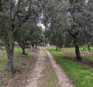 Le coteau de la combes à Peypin-d'Aigues - Peypin-d'Aigues - 3