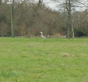 Boucle autour du Val de la Chézine par le bassin - Saint-Herblain - 3