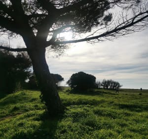 Promenade bord de mer et marais - Aytré - 3