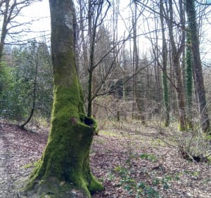 Limoges et Bois de la Bastide par le Lac d'Uzurat - Limoges - 3
