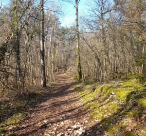Balade en forêt d'Is-sur-Tille - Is-sur-Tille - 3