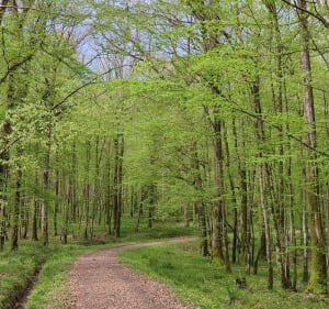 Forêt de Bellême - Bellême - 4
