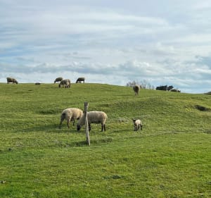 La Pointe d'Agon - Agon-Coutainville - 4