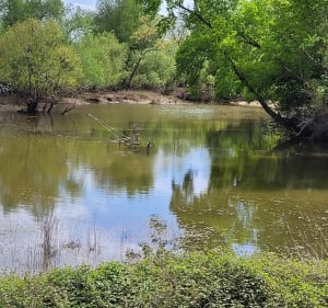 Balade au bord de la Loire depuis Saint-Sébastien - Saint-Sébastien-sur-Loire - 5