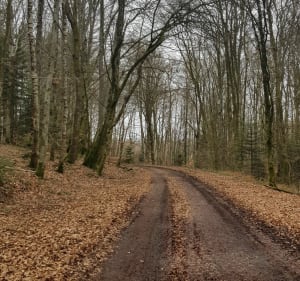 Boucle des Brûlées, par Bois du Maire - Girancourt - 3