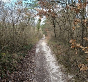 Forêt de Merey - Merey - 3