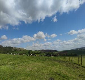 Dans la campagne autour de Douvrend - Douvrend - 4