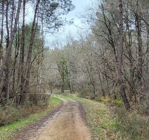 Randonnée à Thuret en forêt de Barbelinière - Thuré - 3